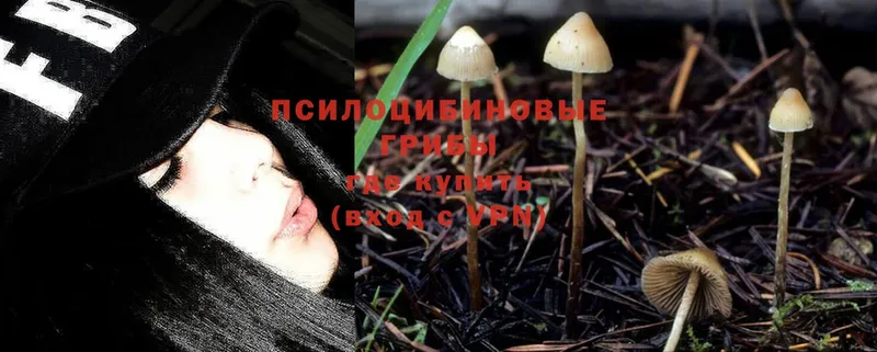 Псилоцибиновые грибы Psilocybe  Поронайск 